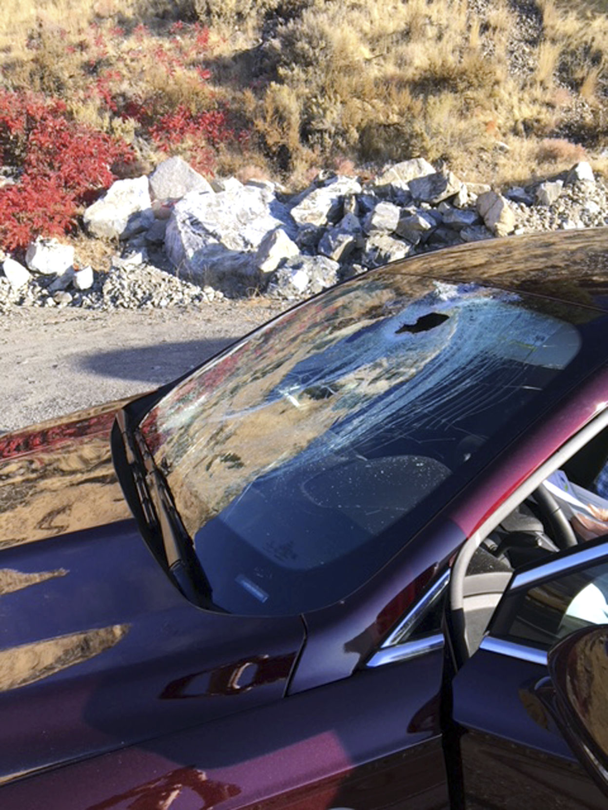 Bighorn Sheep Car Crash